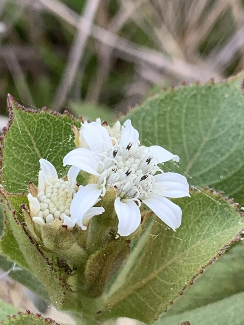 Verbesina densifolia