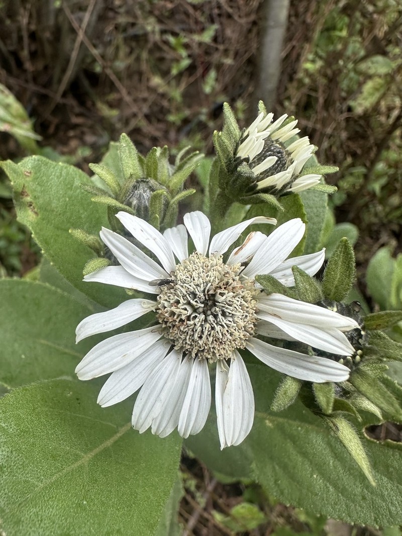 Verbesina densifolia photo 2