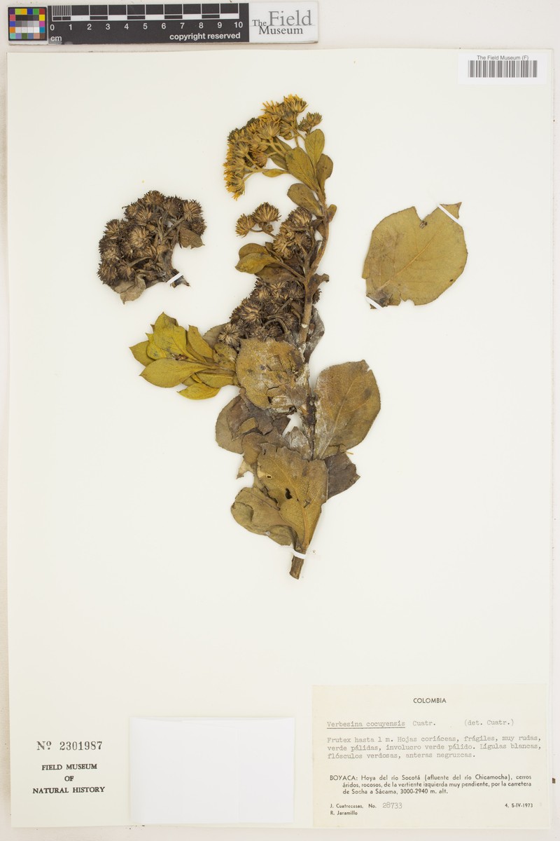 Verbesina densifolia photo 3