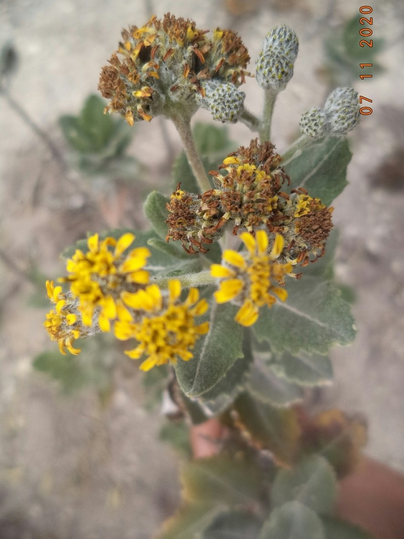 Verbesina dentata