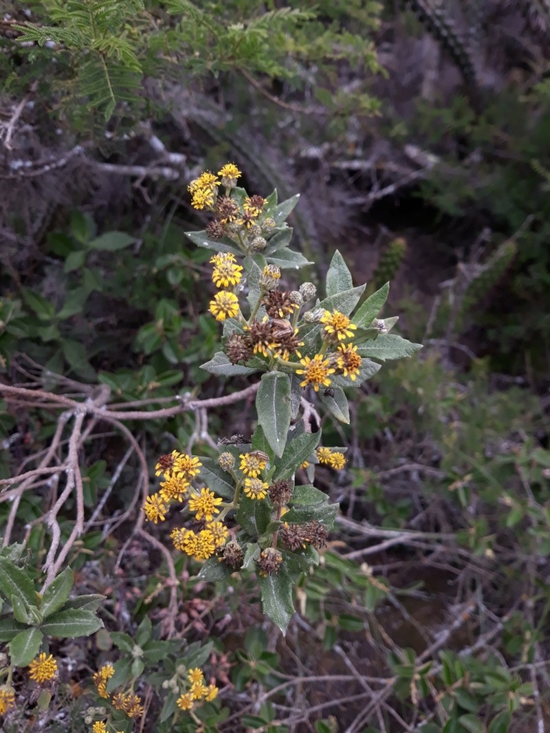 Verbesina dentata photo 2