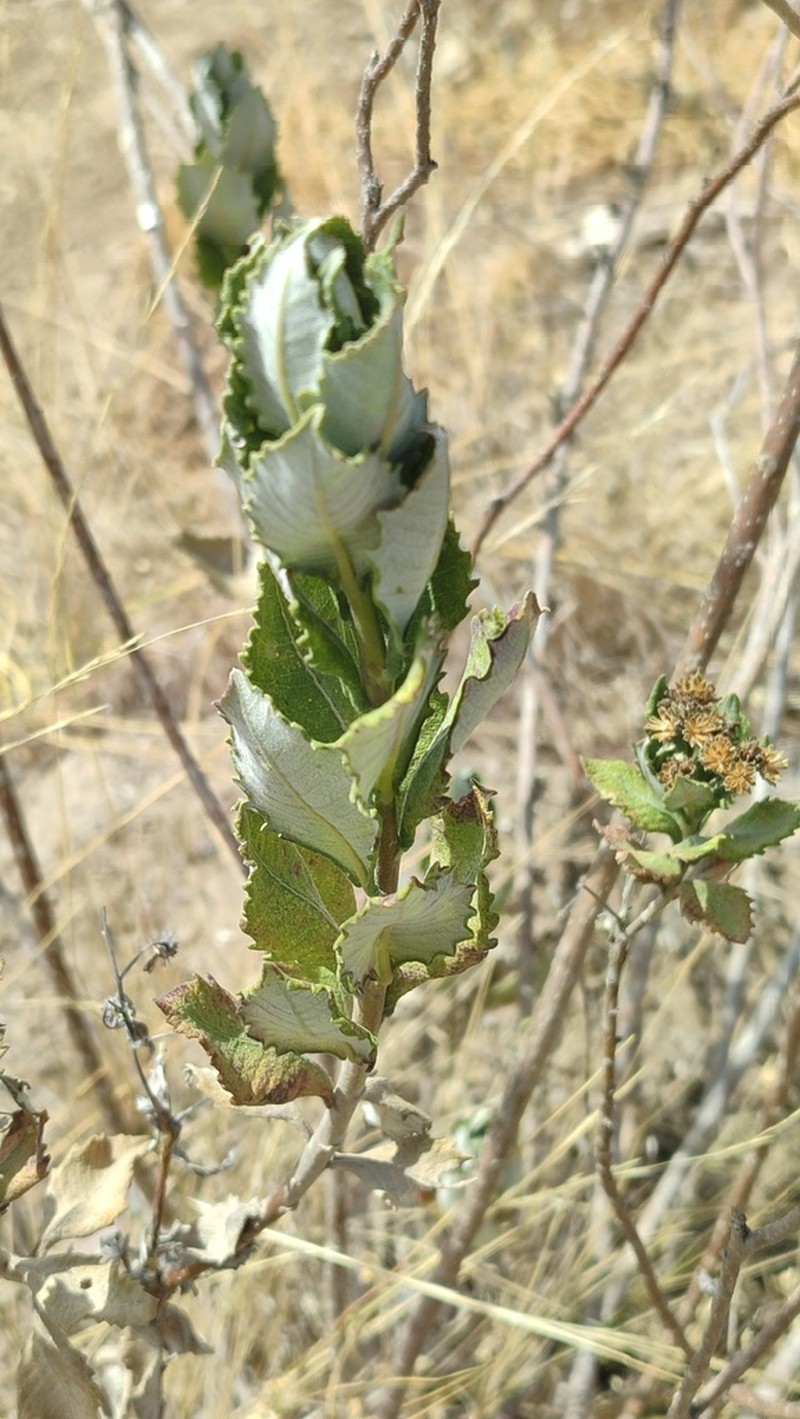 Verbesina dentata photo 3