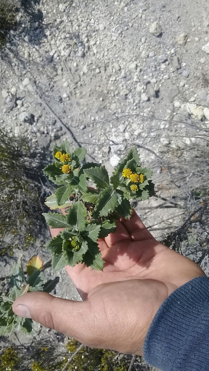 Verbesina dentata photo 4