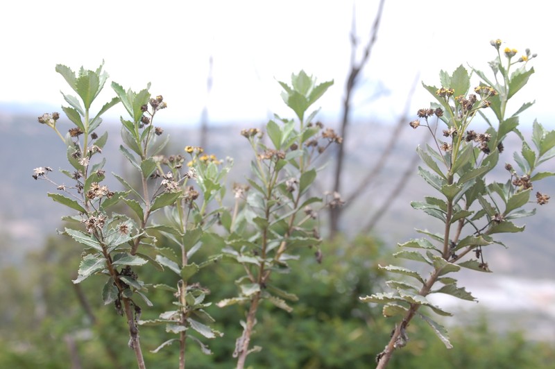 Verbesina dentata photo 8