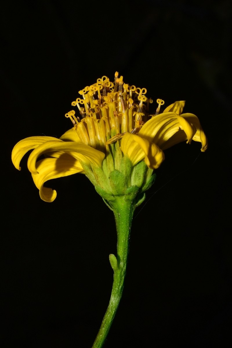 Bigleaf Crownbeard photo 2