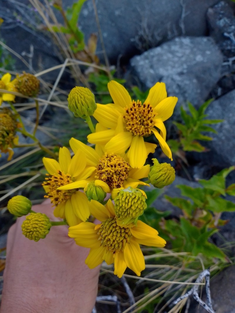Bigleaf Crownbeard photo 4