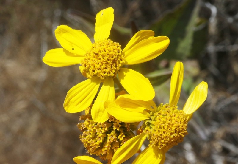 Bigleaf Crownbeard photo 5