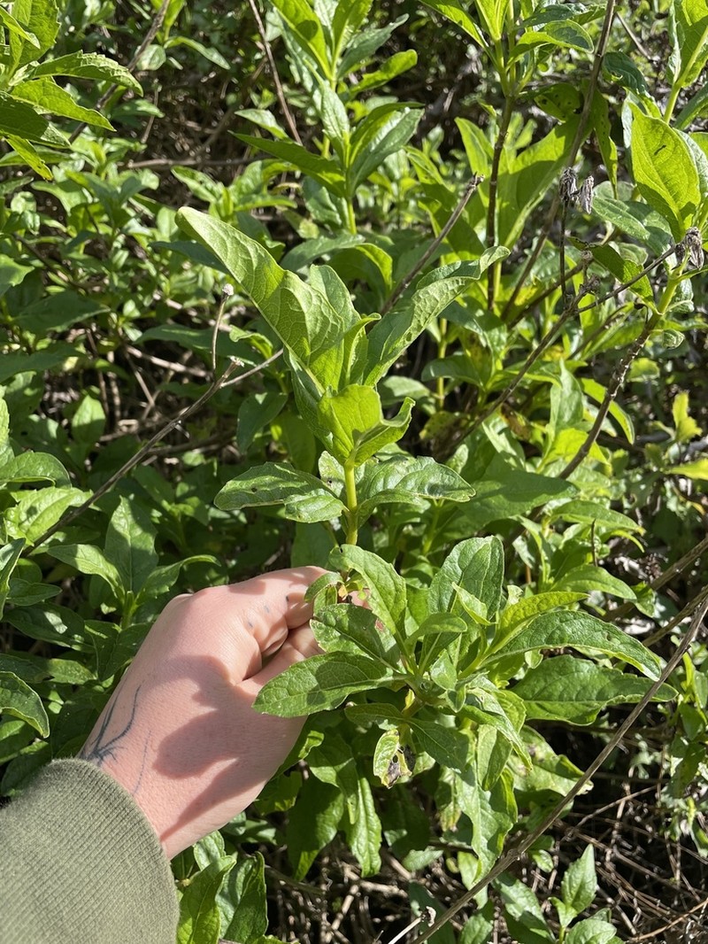 Bigleaf Crownbeard photo 6