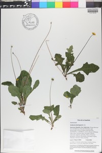 Verbesina domingensis