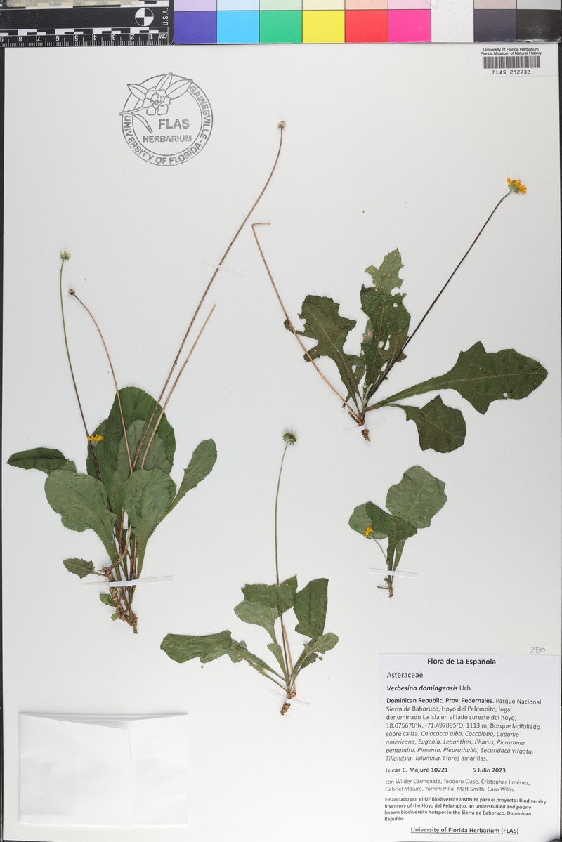 Verbesina domingensis