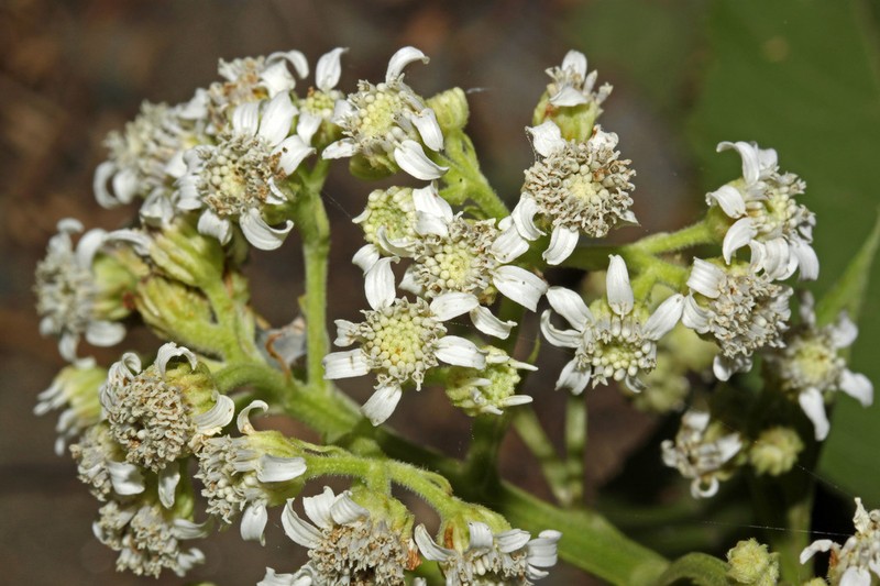 Verbesina eggersii