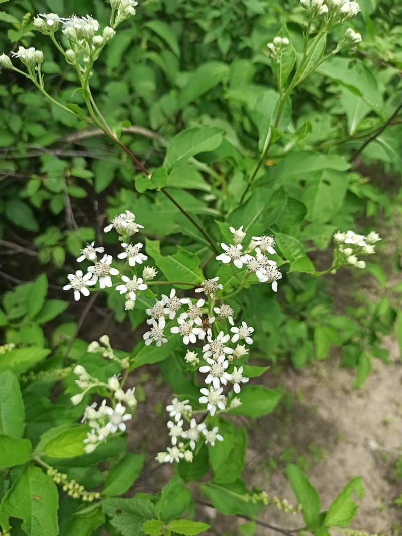 Verbesina eggersii photo 2