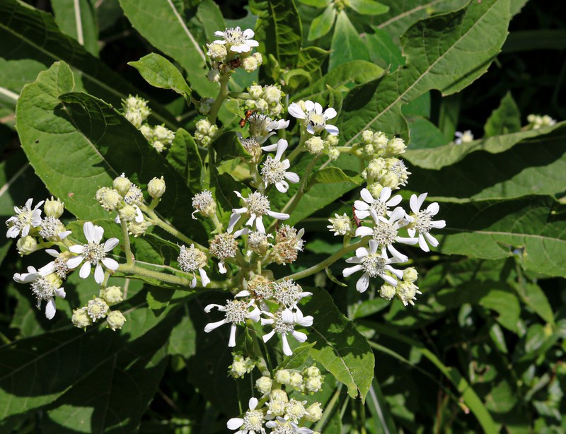 Verbesina eggersii photo 3
