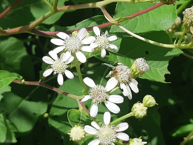Verbesina eggersii photo 4