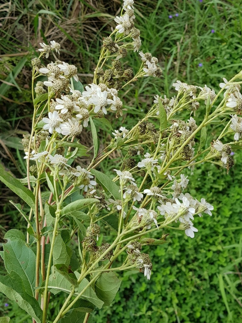 Verbesina eggersii photo 5