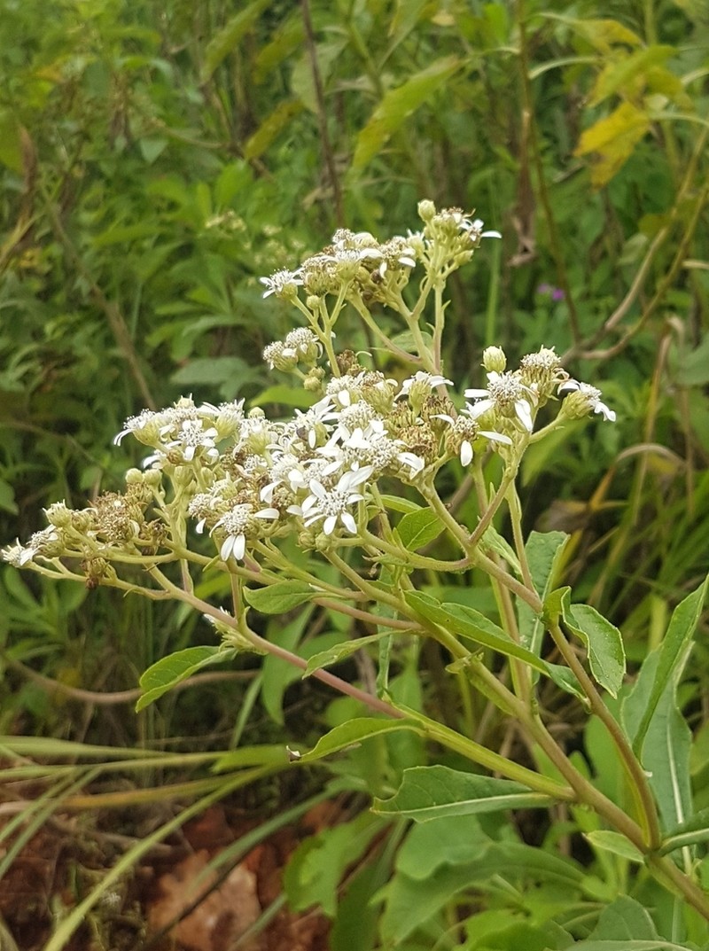 Verbesina eggersii photo 6