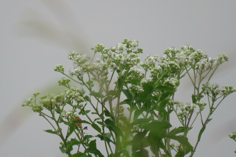 Verbesina eggersii photo 7