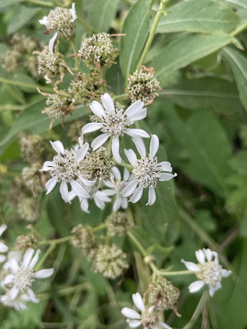 Verbesina eggersii photo 8