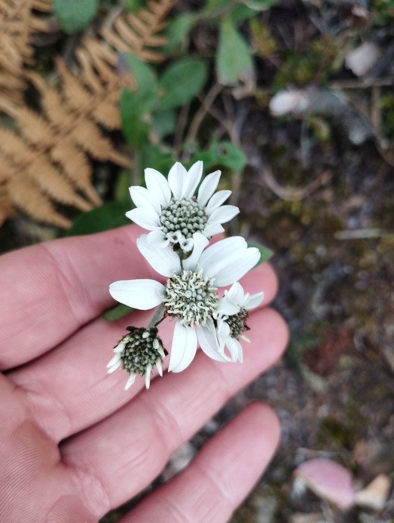 Verbesina elegans