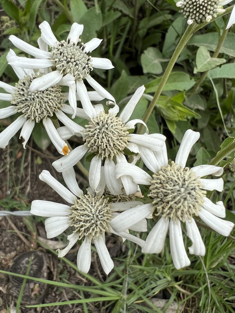 Verbesina elegans photo 2