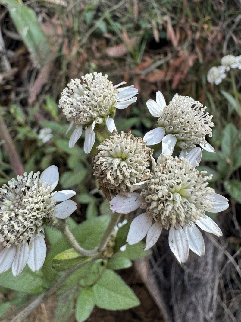 Verbesina elegans photo 4