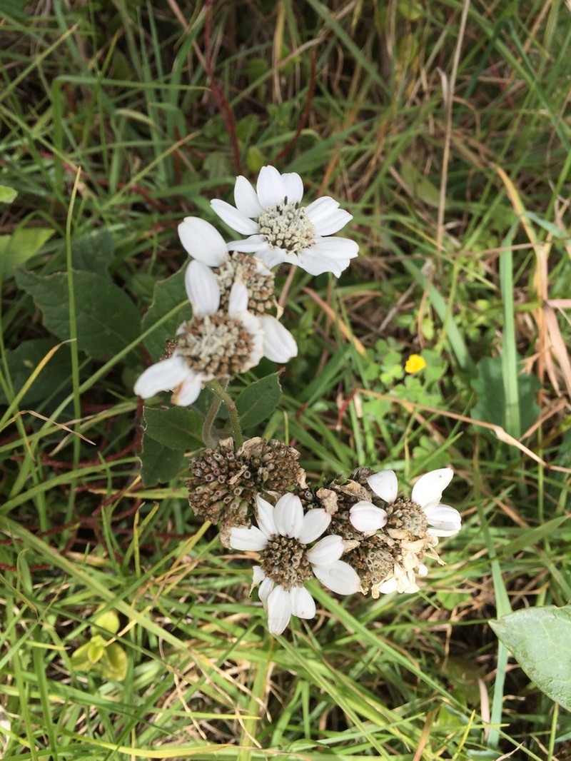 Verbesina elegans photo 5