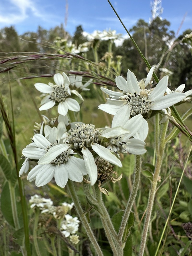 Verbesina elegans photo 6