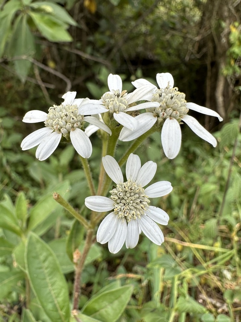 Verbesina elegans photo 7