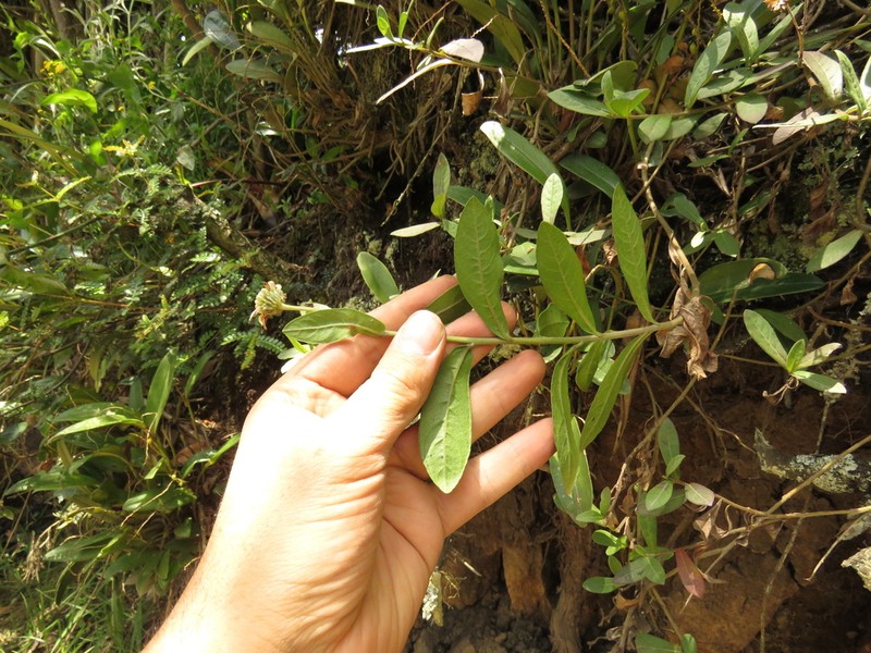 Verbesina elegans photo 8