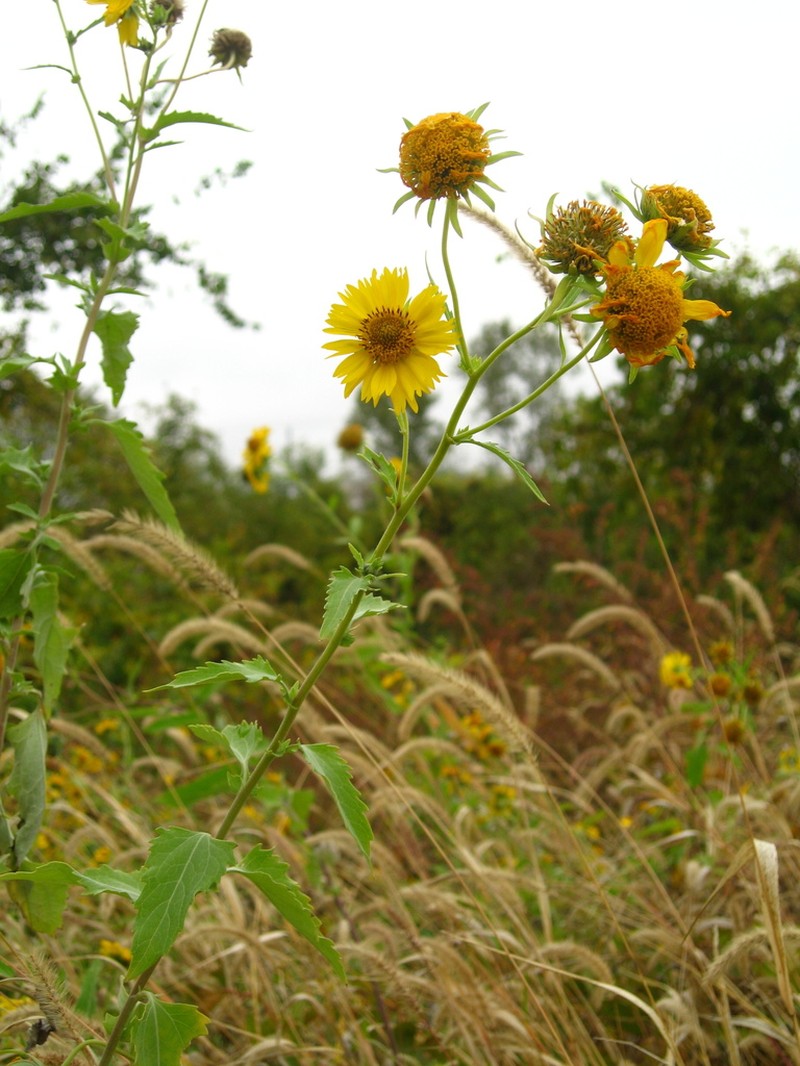 Golden Crownbeard photo 2