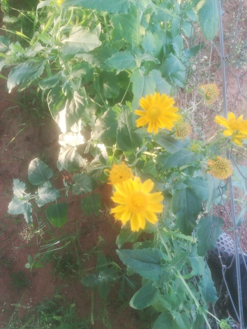 Golden Crownbeard photo 3