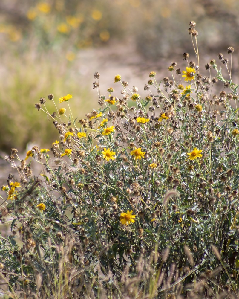 Golden Crownbeard photo 5