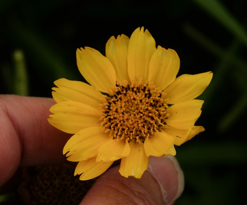 Golden Crownbeard photo 6