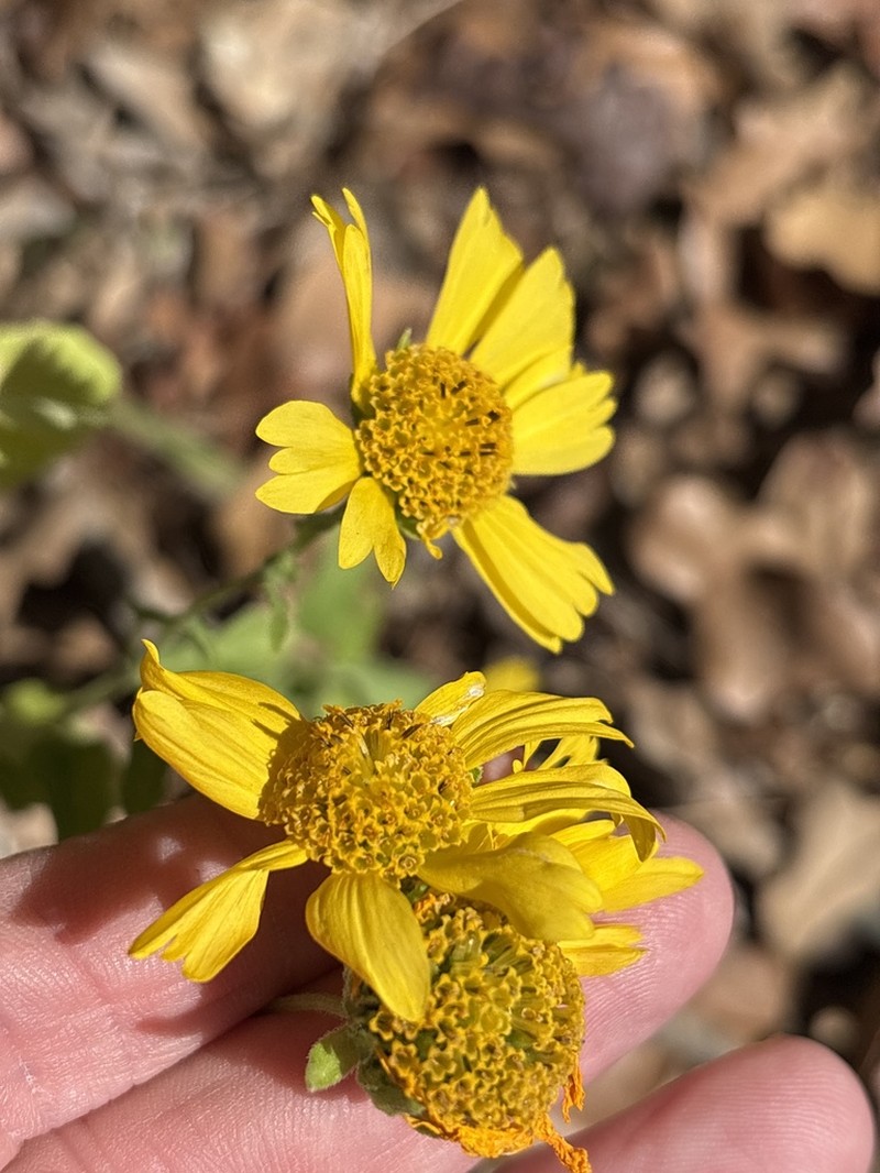 Golden Crownbeard photo 7
