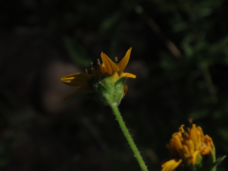 Verbesina erosa