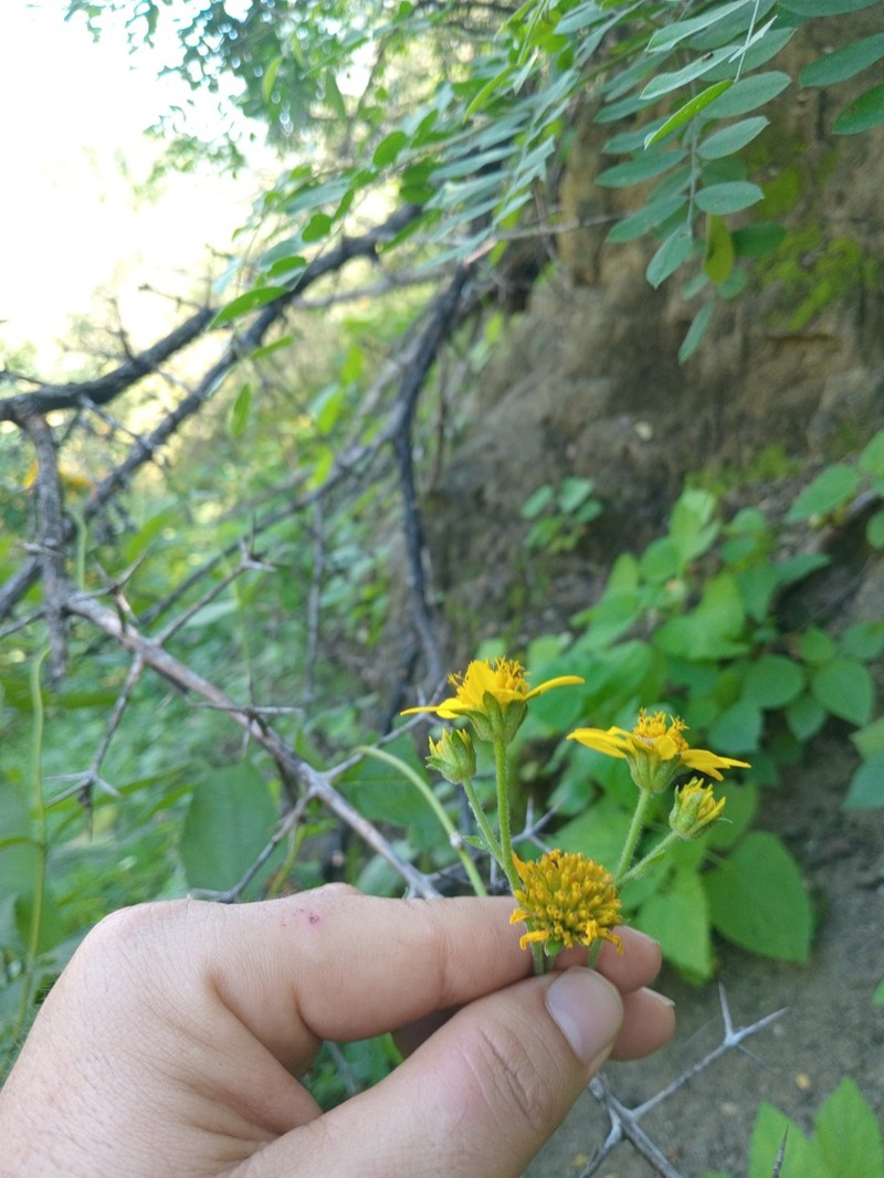 Verbesina erosa photo 2