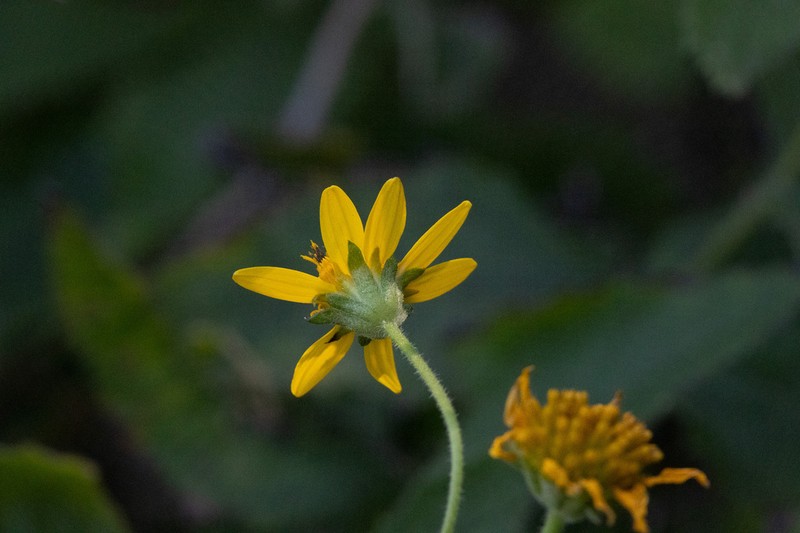 Verbesina erosa photo 3