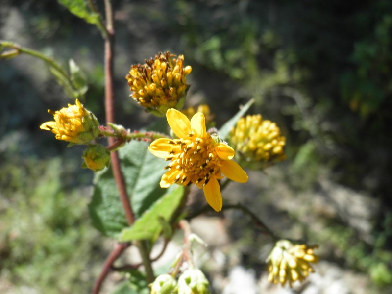 Verbesina erosa photo 7