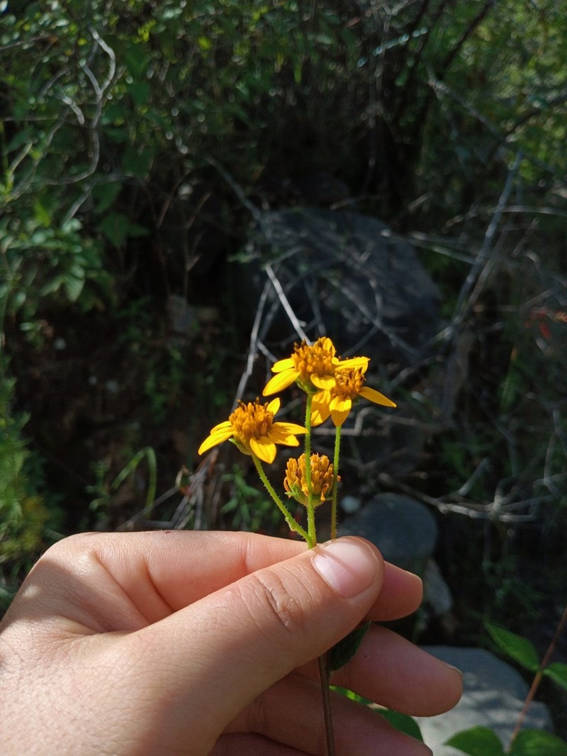 Verbesina erosa photo 8