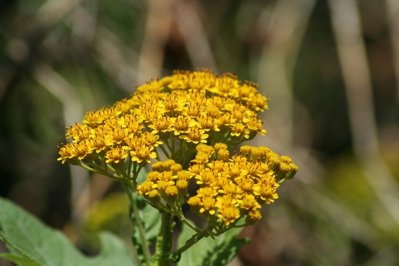 Verbesina fastigiata