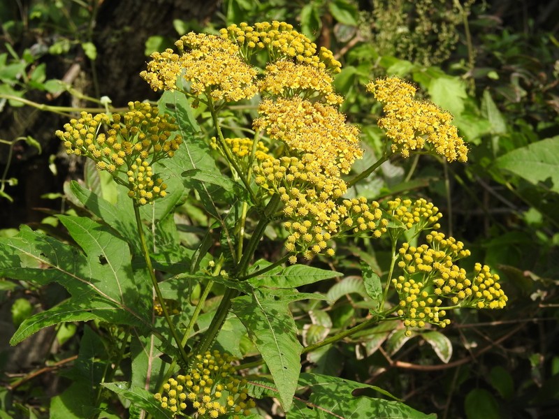 Verbesina fastigiata photo 2
