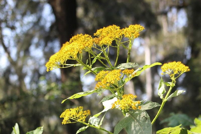 Verbesina fastigiata photo 3