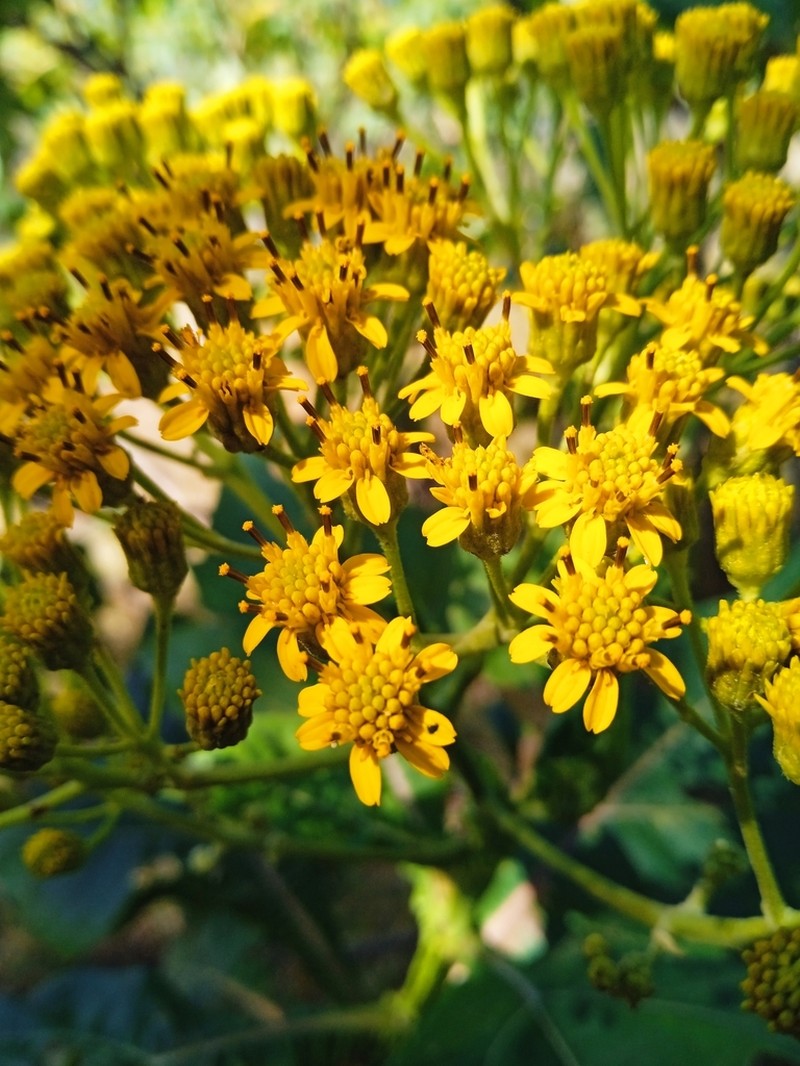 Verbesina fastigiata photo 4