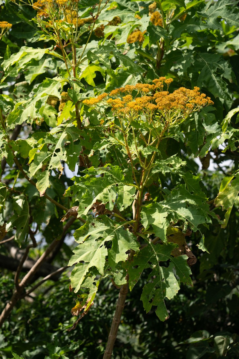 Verbesina fastigiata photo 5