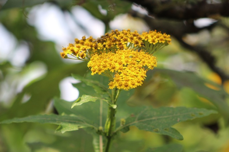 Verbesina fastigiata photo 6