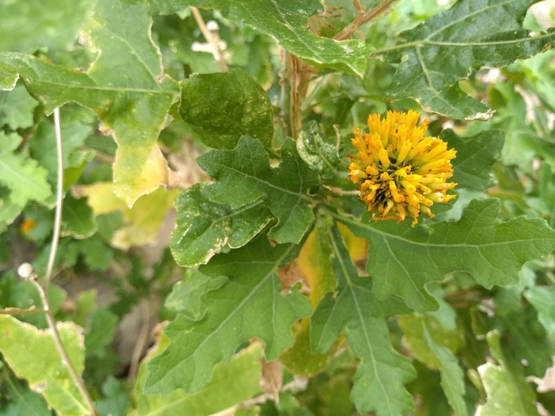 Verbesina felgeri
