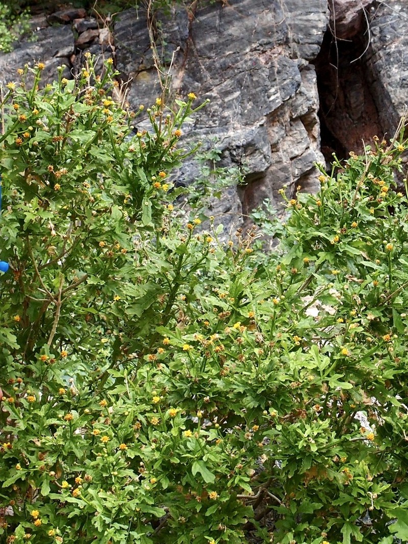 Verbesina felgeri photo 8