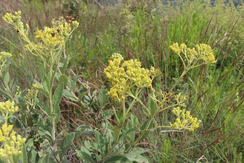 Verbesina flavovirens