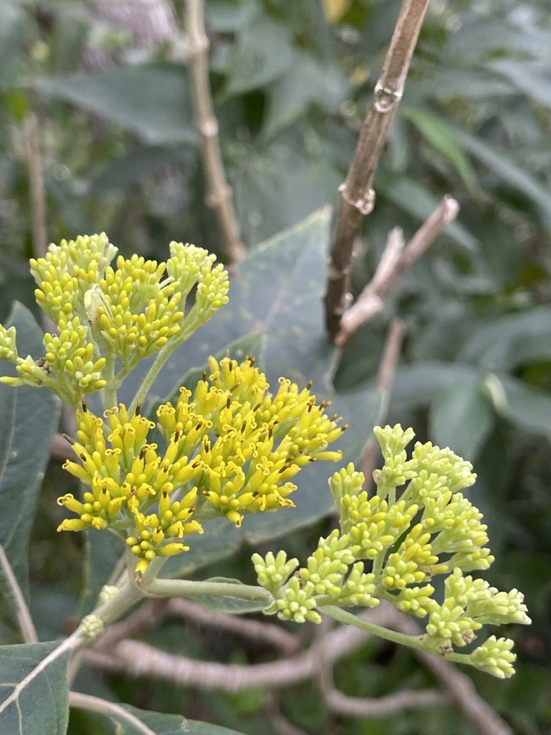 Verbesina flavovirens photo 3