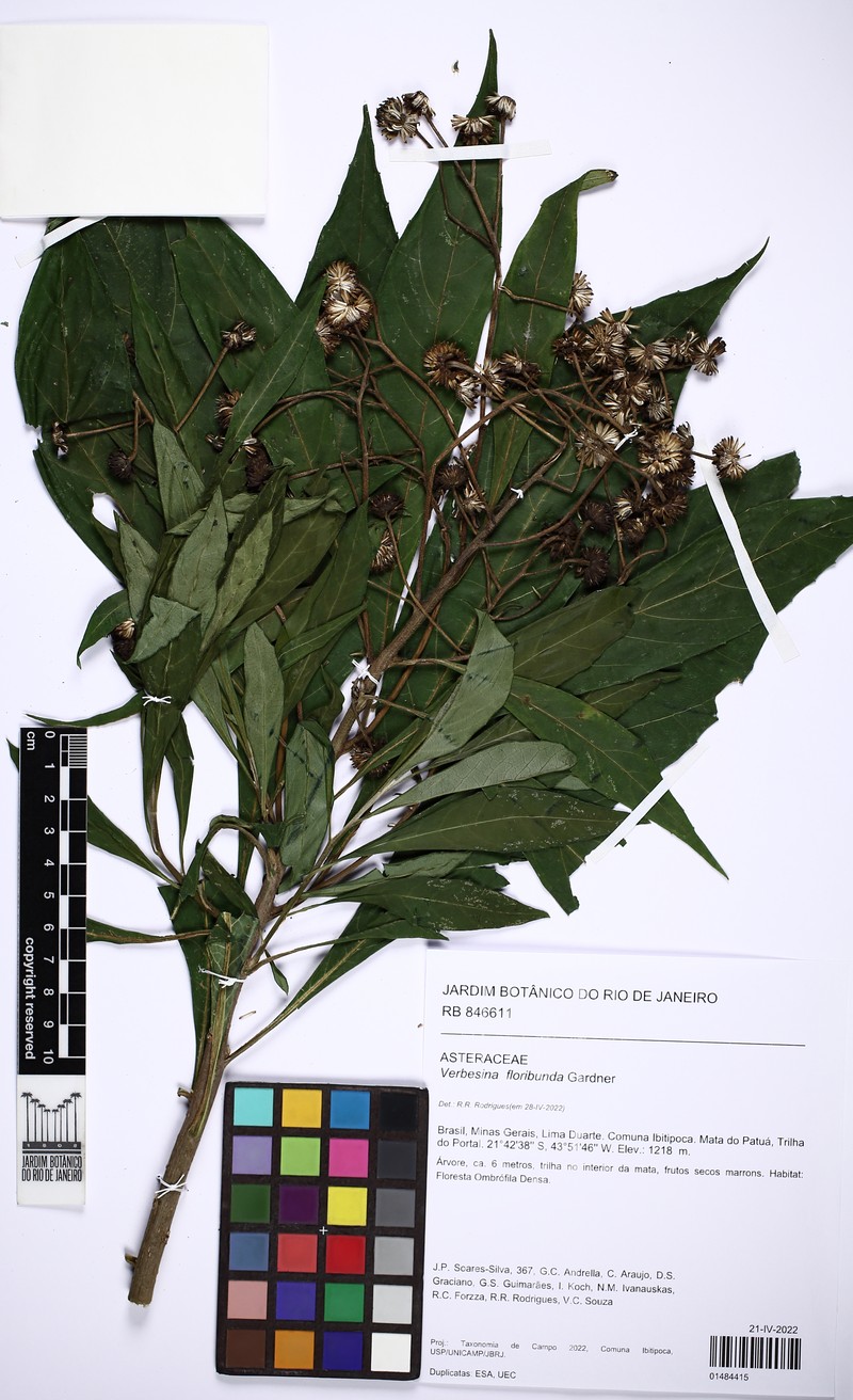 Verbesina floribunda